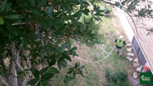 Securely preparing tree branches for cutting