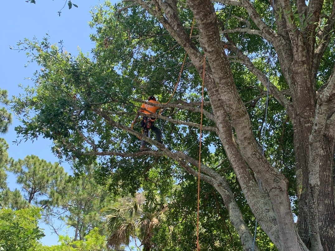 Climbing arborist trimming a tall tree against a clear sky