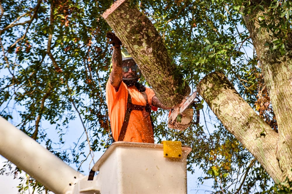 Crew member cutting a branch from a bucket truck