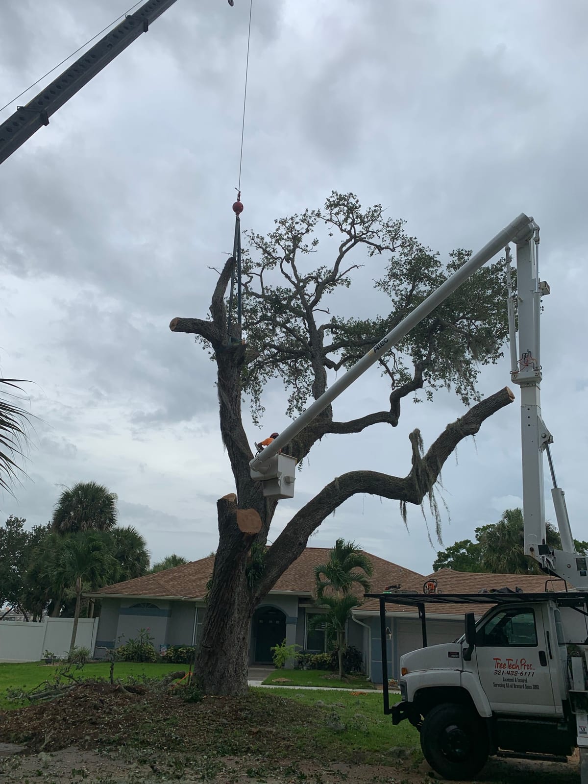 Crane lifting a cut section out of a large oak