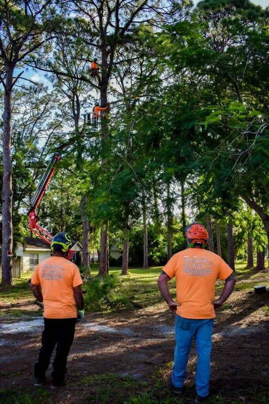 Two crew members watching climbers work high in the trees
