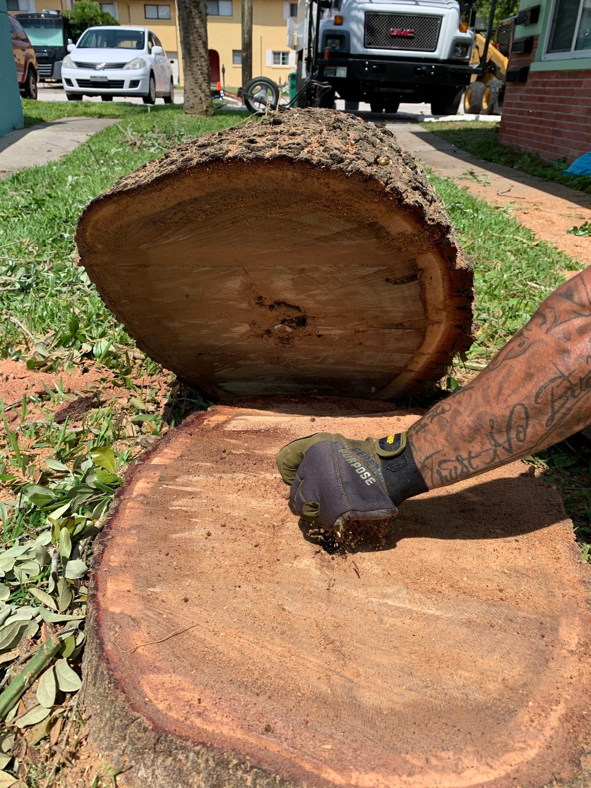 Freshly cut rounds from a felled trunk