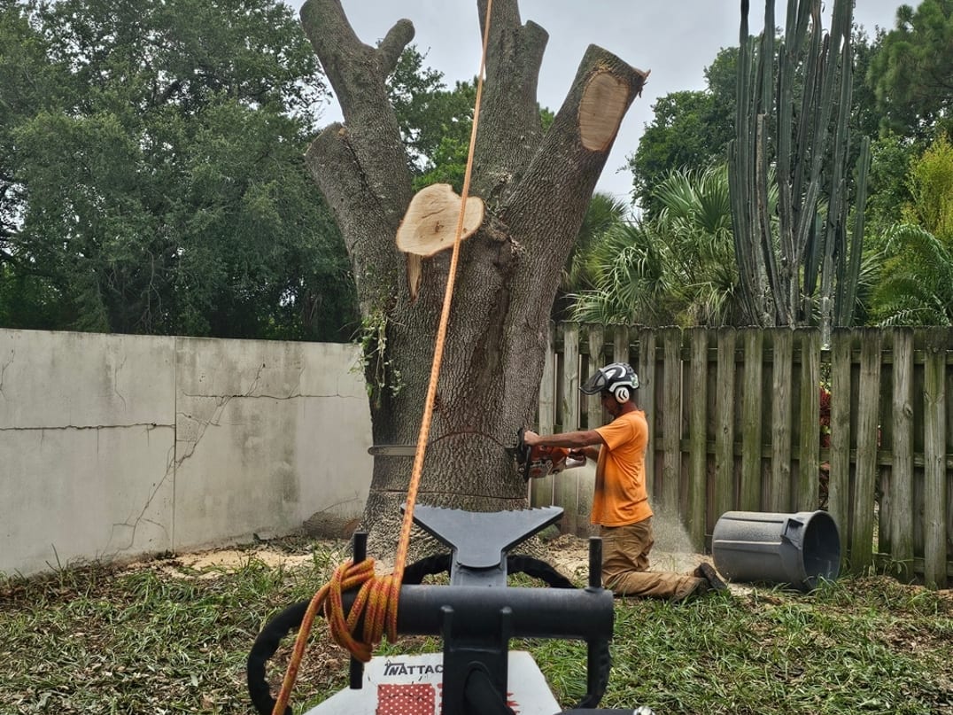 Crew member cutting down a large oak trunk