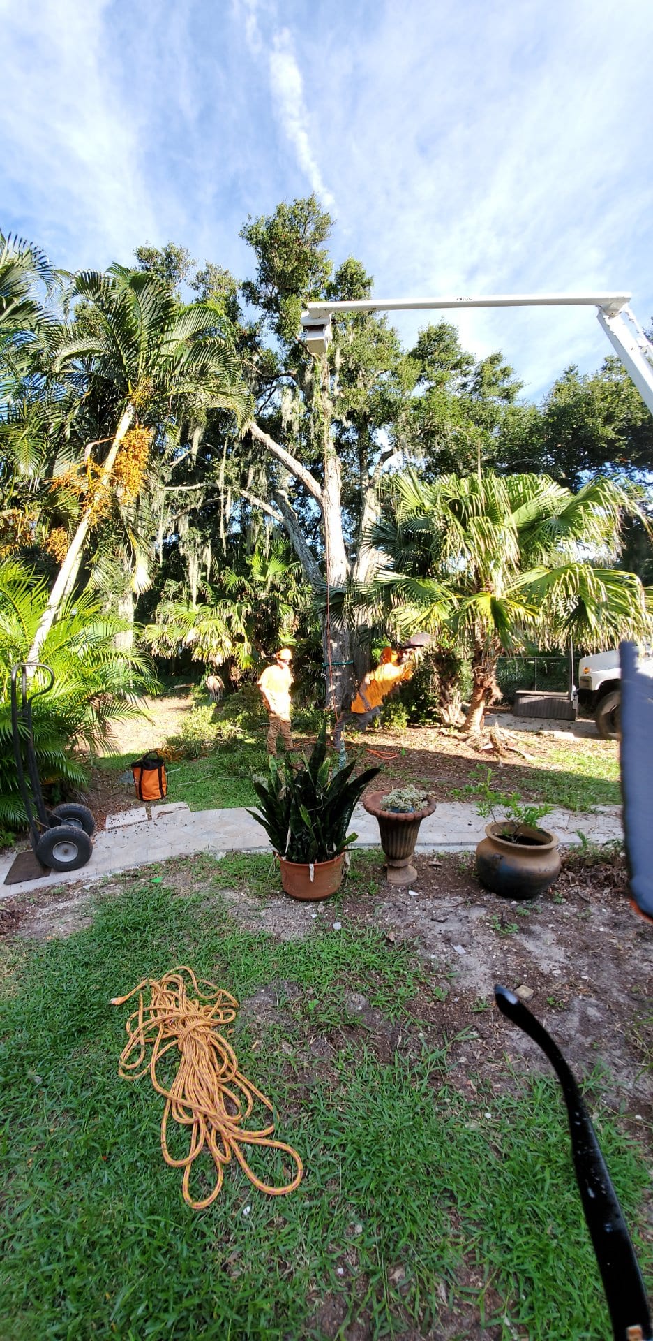Rigging ropes laid out on a driveway before a palm removal