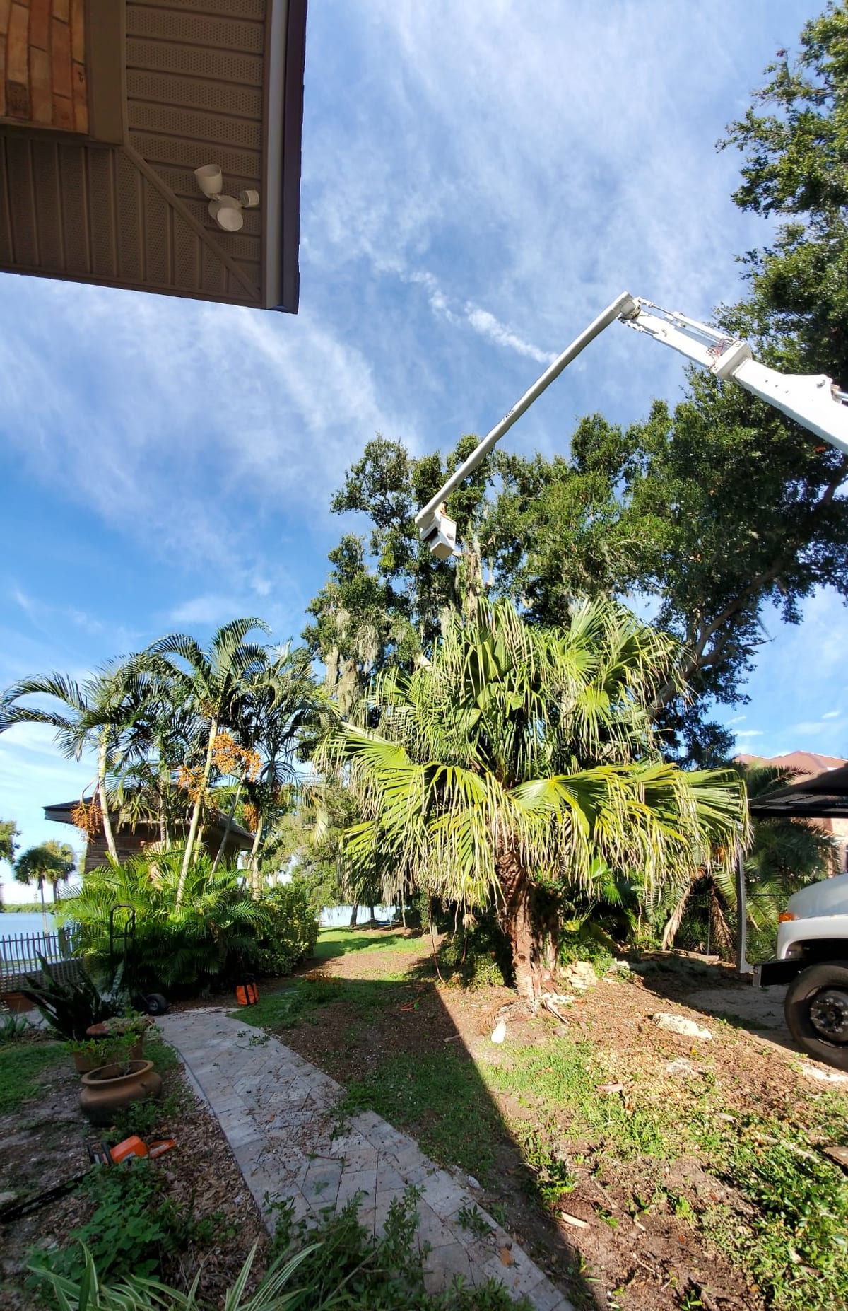 Bucket truck reaching into palm trees near a house