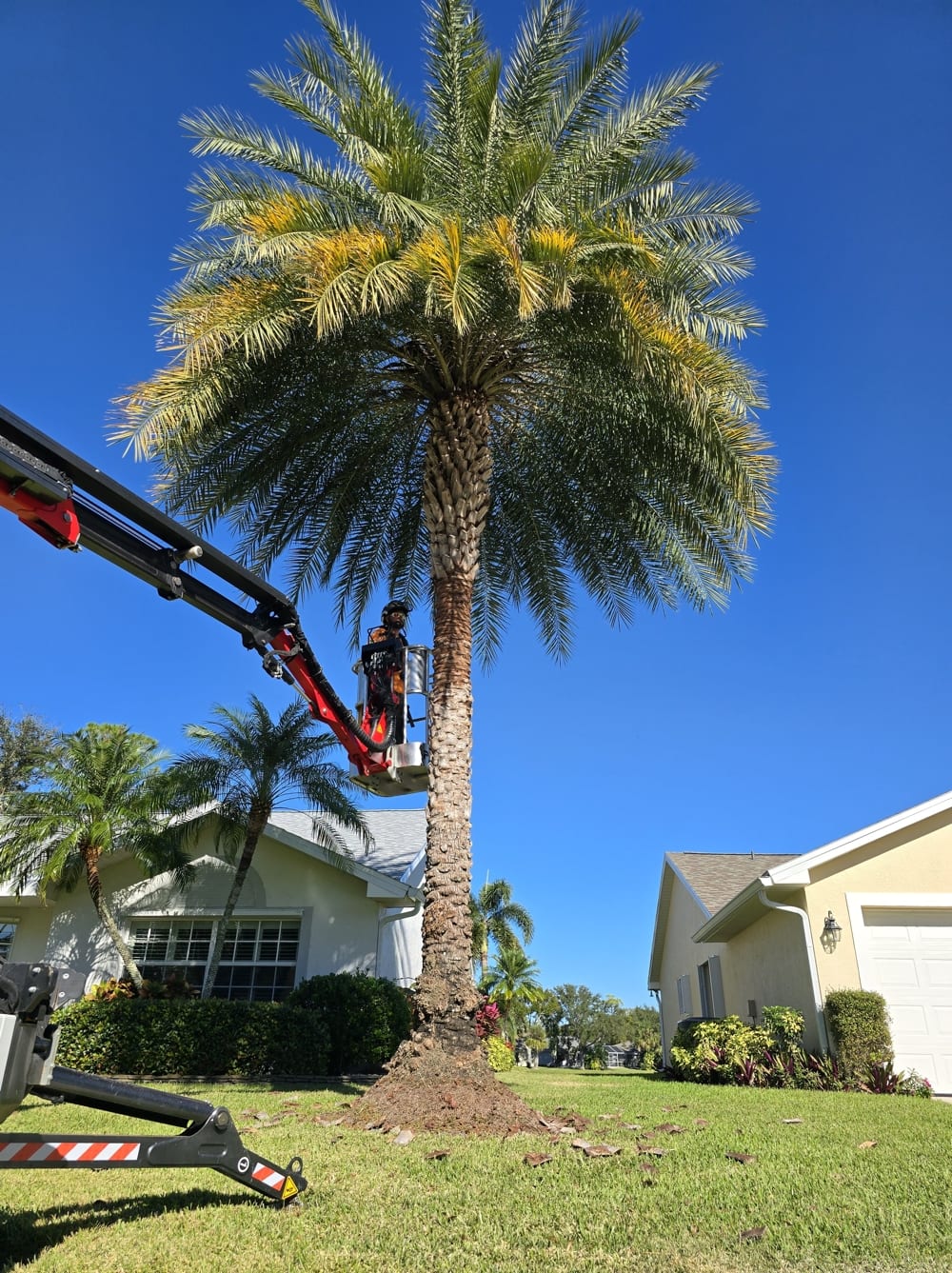 Bucket truck trimming a tall palm tree