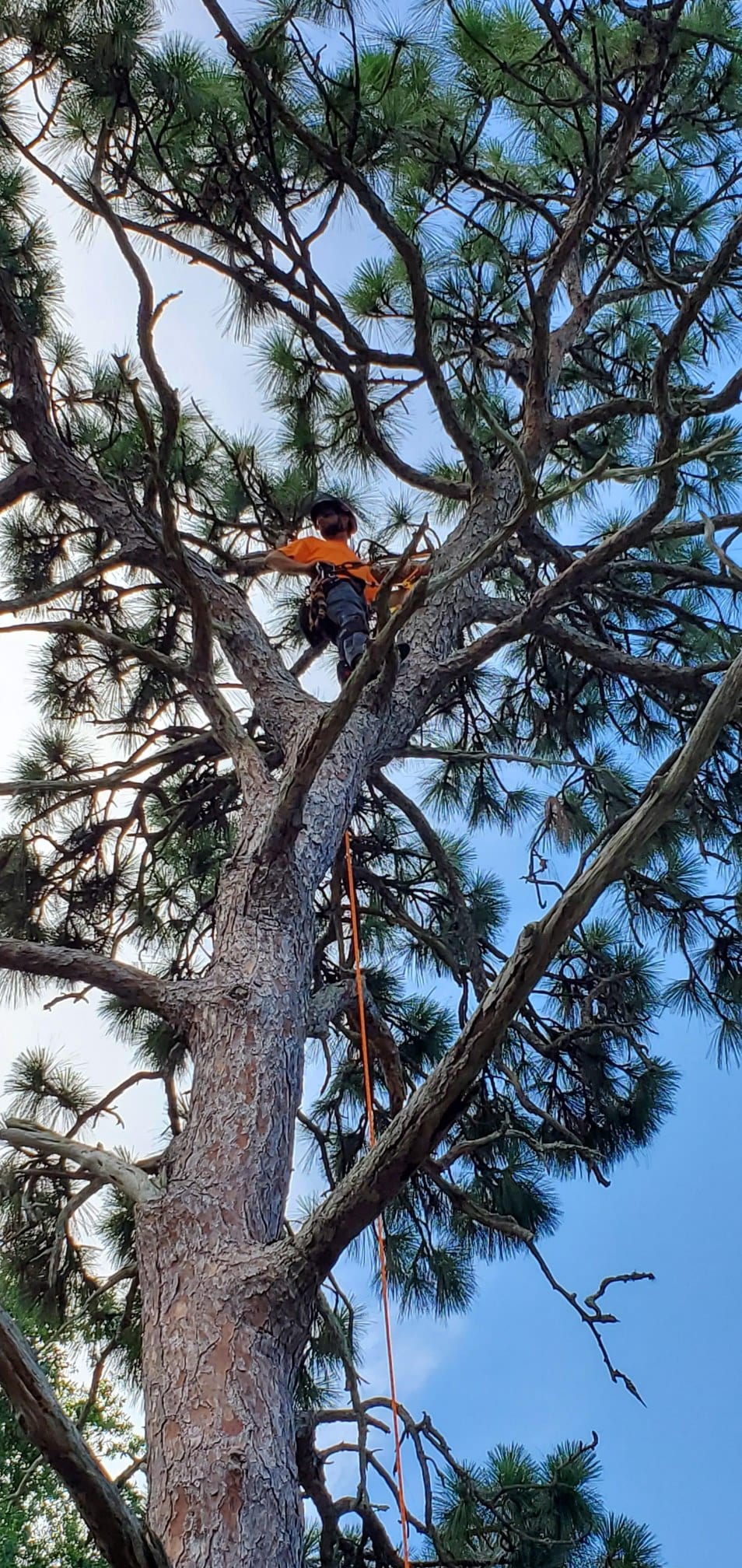 Arborist climbing a tall pine draped in Spanish moss