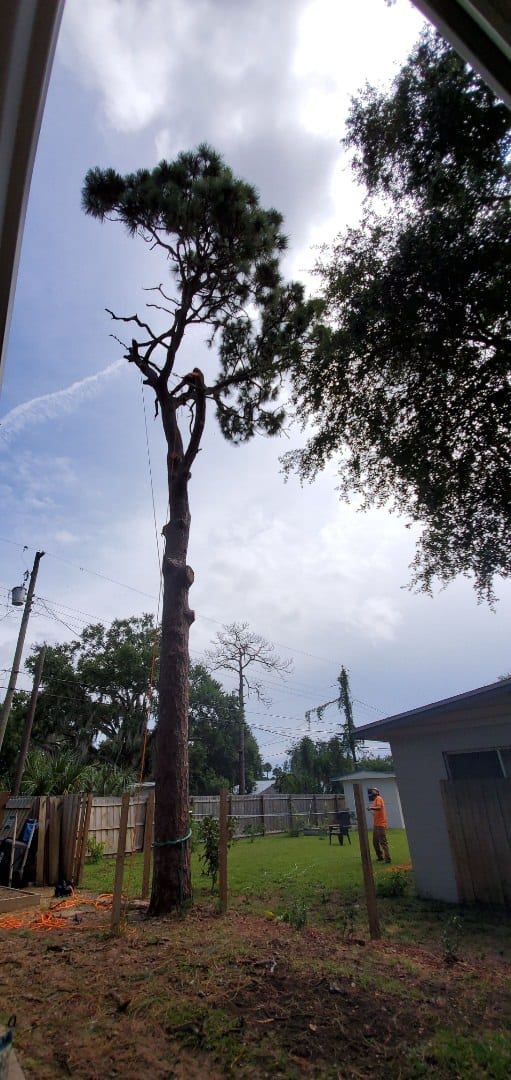Close pruning work high in a pine canopy
