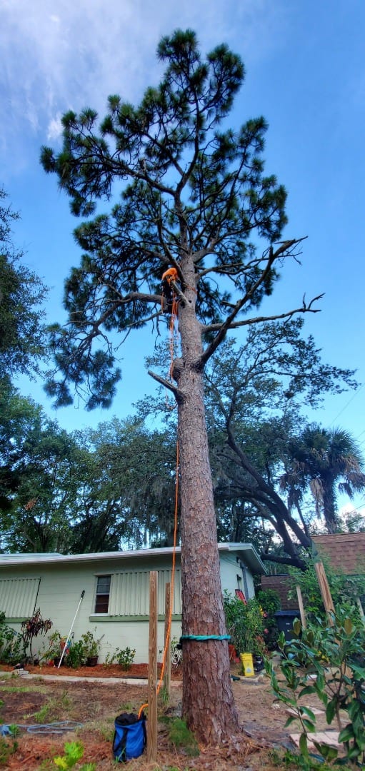 Tall pine tree before a removal
