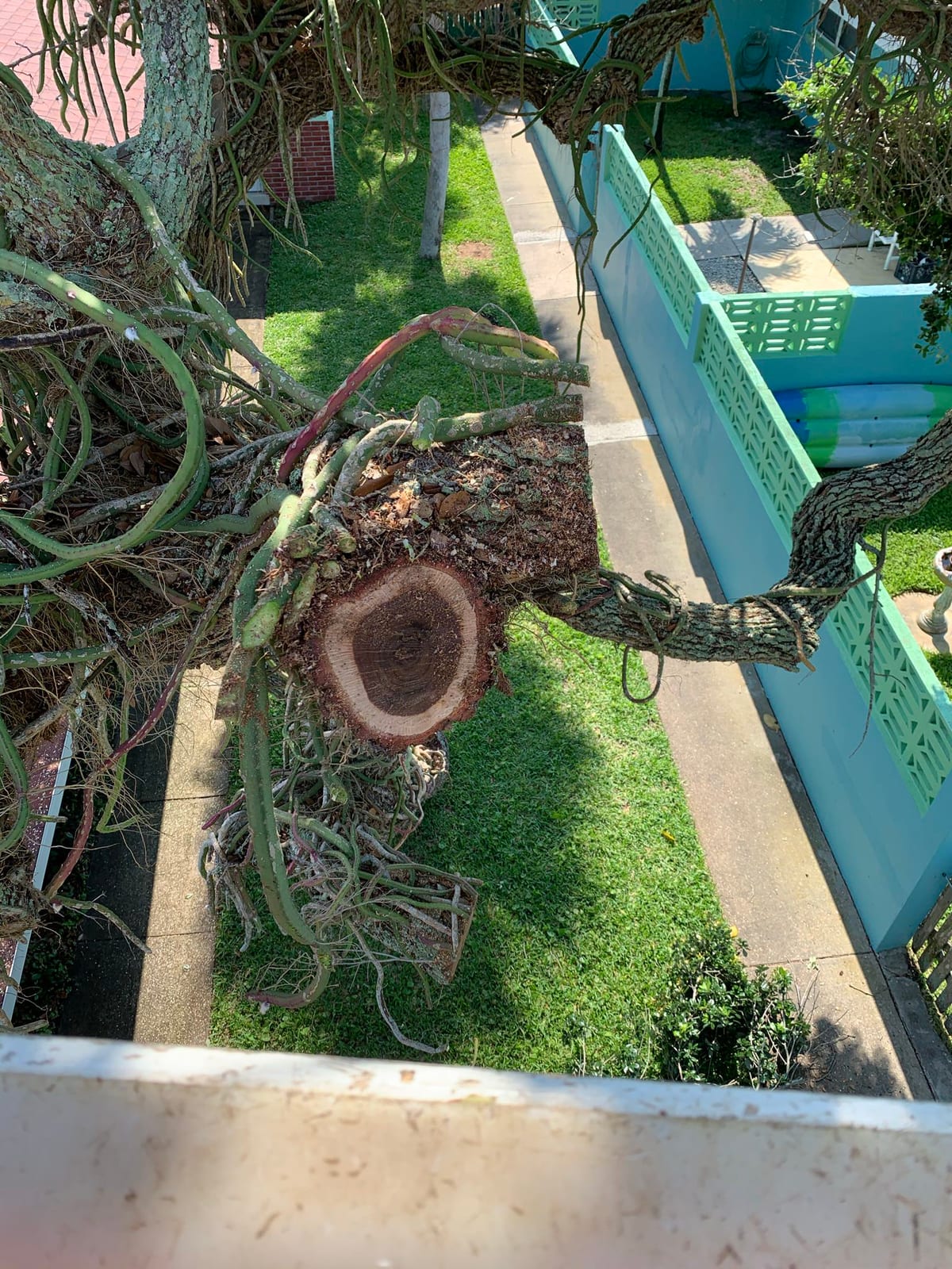 Cut branch resting against a pool enclosure