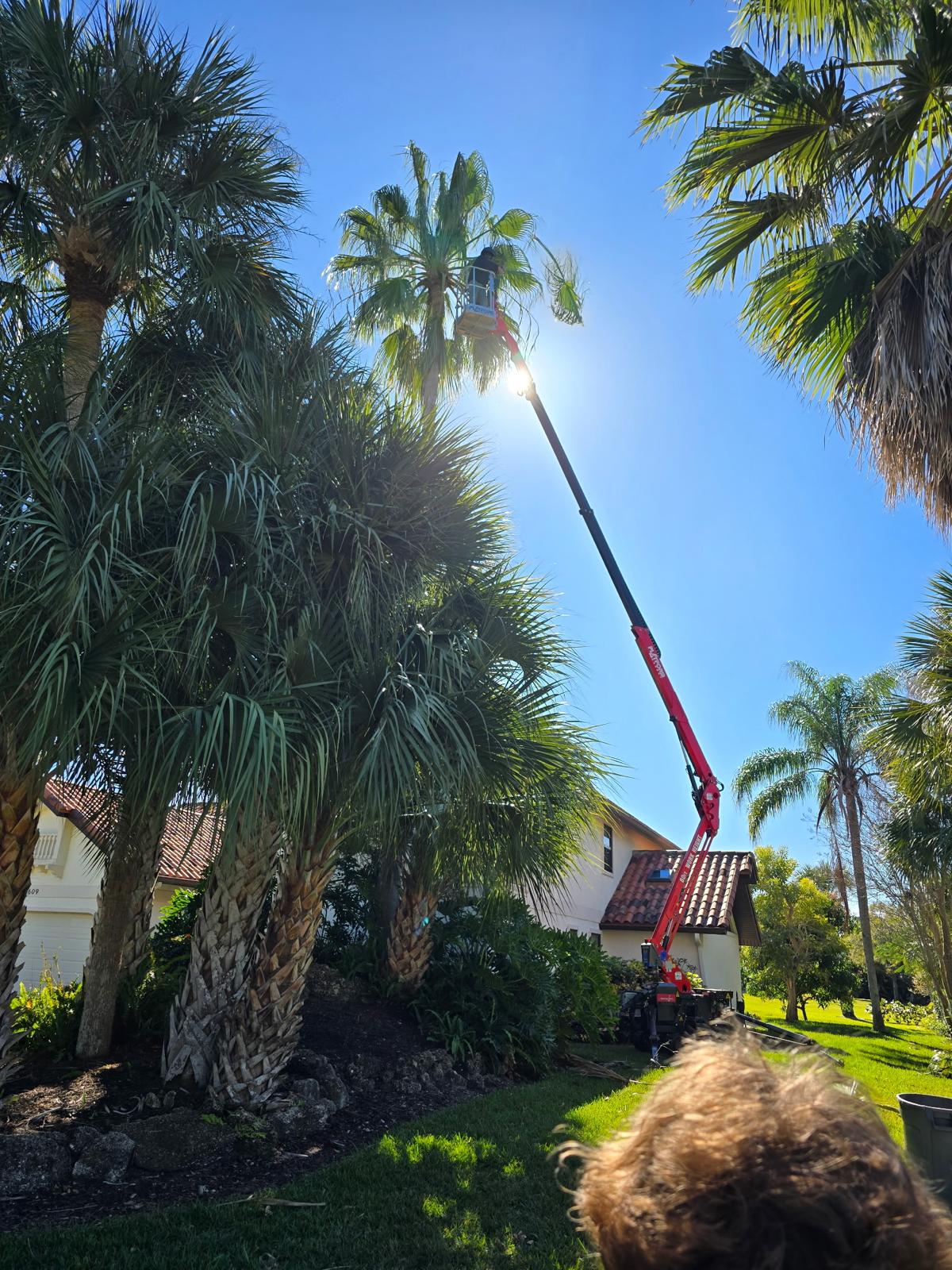 Spider lift reaching into a palm crown