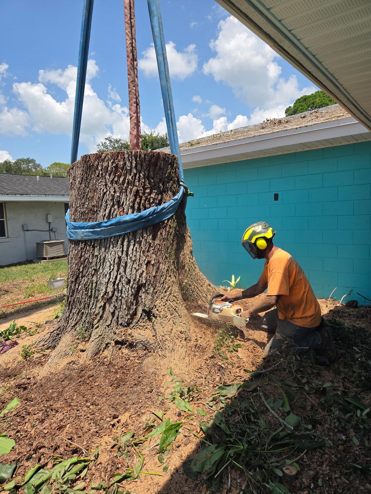 Crew member chainsaw-cutting a rigged stump beside a house