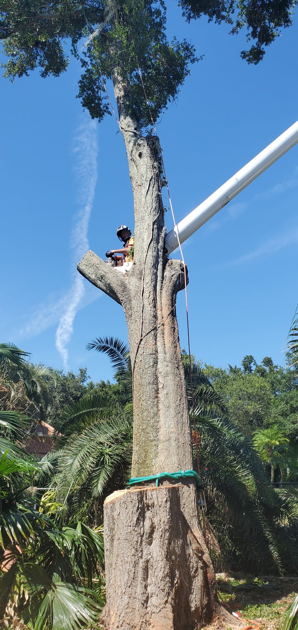 Tall dead tree being cut down with crane support